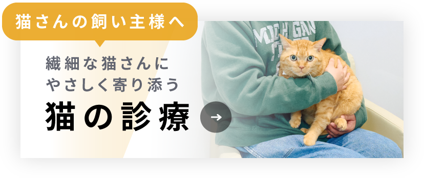 猫さんの飼い主様へ：繊細な猫さんにやさしく寄り添う猫の診療