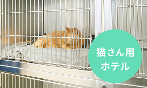 猫さん用ホテル